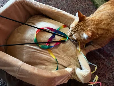 Heated bed & ribbons