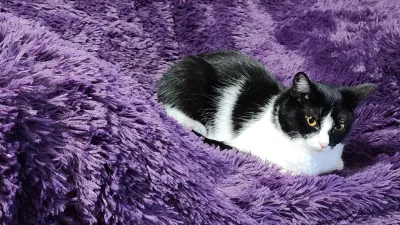 Purple blanket that has been stolen by my kitty 