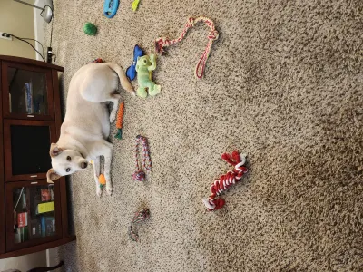 All Toy Love