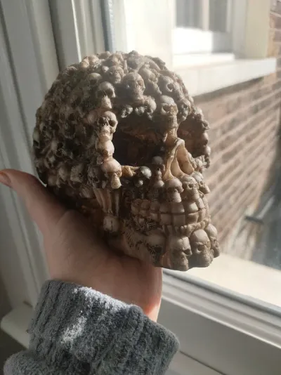 The Most Beautiful Skull