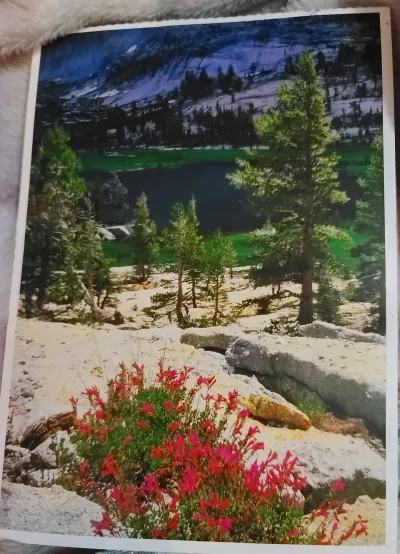 Cute Yosemite postcard