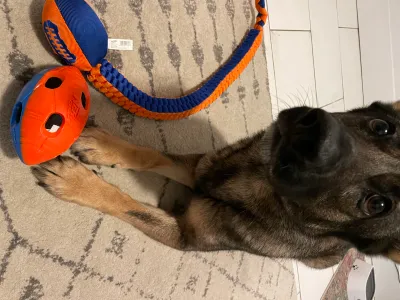 Rogue loves her new toys!