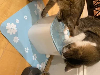 The purrfect gift for a water obsessed kitty!
